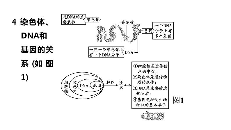 人教版中考生物一轮复习--第20课时　生物的遗传、变异与进化（复习课件）第6页