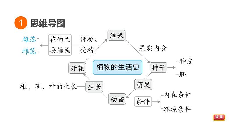 人教版中考生物一轮复习--第23课时　绿色植物的一生（复习课件）第3页