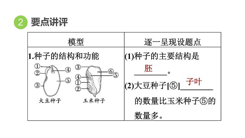 人教版中考生物一轮复习--第23课时　绿色植物的一生（复习课件）第4页