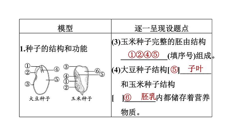 人教版中考生物一轮复习--第23课时　绿色植物的一生（复习课件）第5页