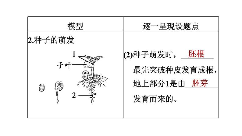 人教版中考生物一轮复习--第23课时　绿色植物的一生（复习课件）第7页