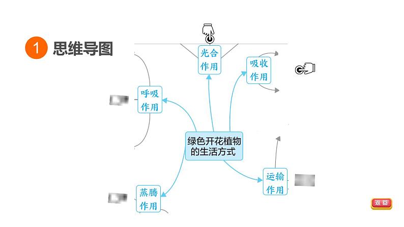 人教版中考生物一轮复习--第24课时　绿色植物的生理作用（复习课件）第3页