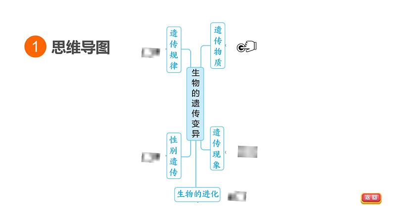 人教版中考生物一轮复习--第26课时　遗传与变异（复习课件）03