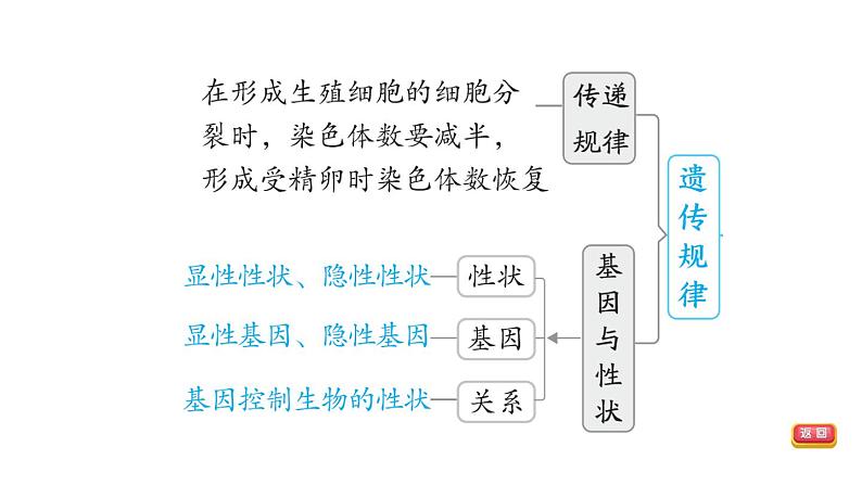 人教版中考生物一轮复习--第26课时　遗传与变异（复习课件）06