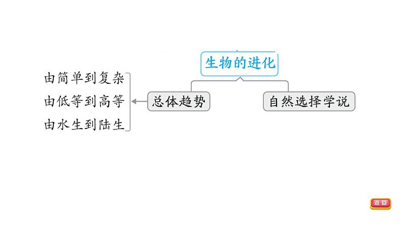 人教版中考生物一轮复习--第26课时　遗传与变异（复习课件）08