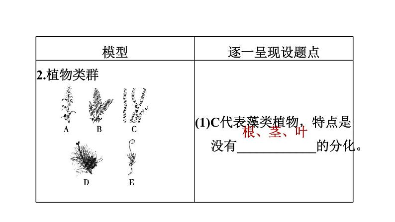 人教版中考生物一轮复习--第28课时　生物的多样性（复习课件）第6页