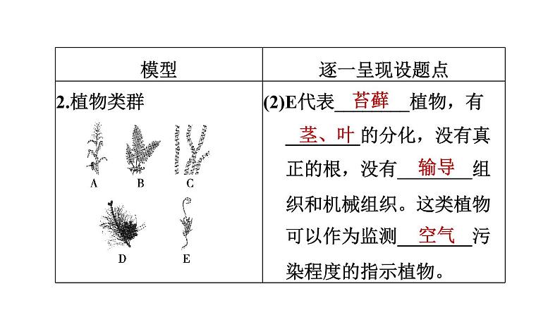 人教版中考生物一轮复习--第28课时　生物的多样性（复习课件）第7页