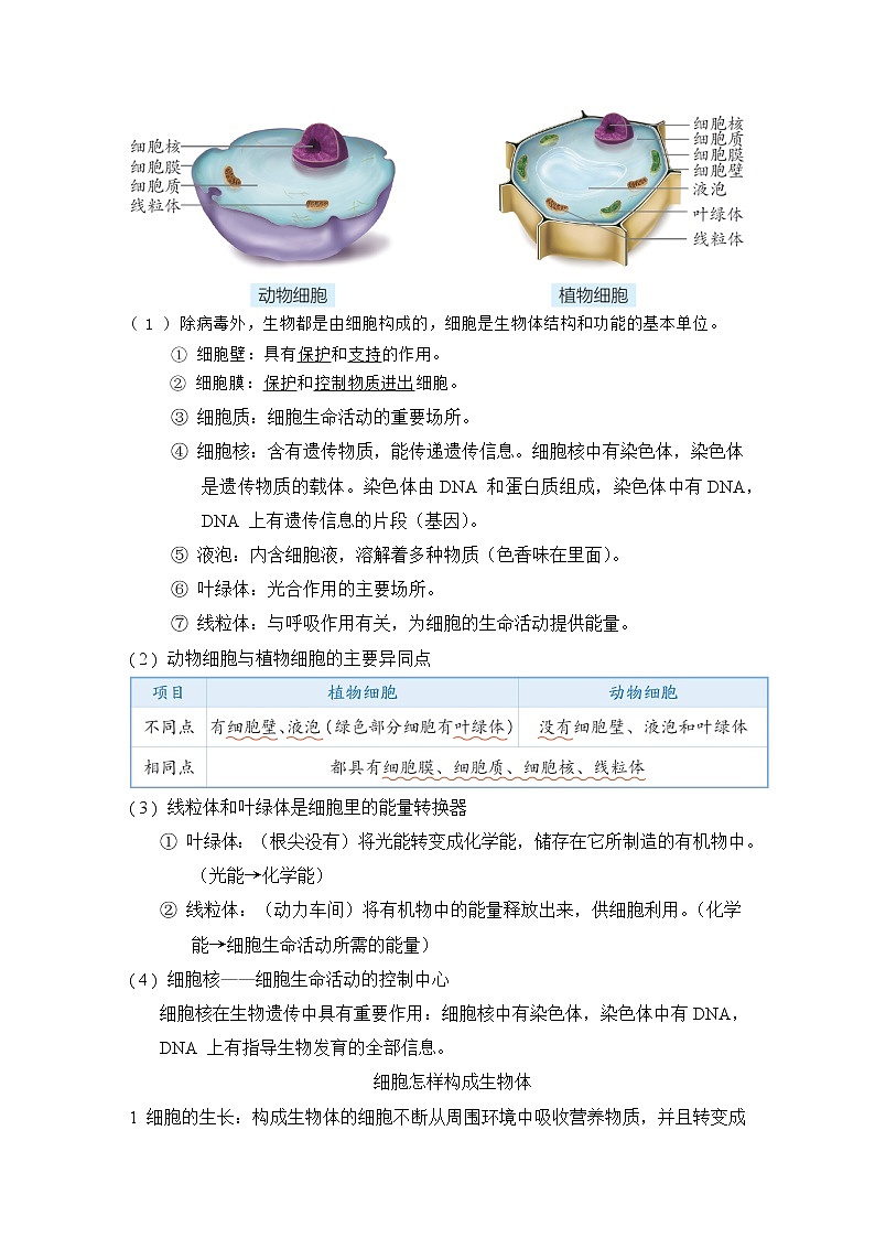 人教版中考生物一轮复习--主题一  生物体的结构层次第2页