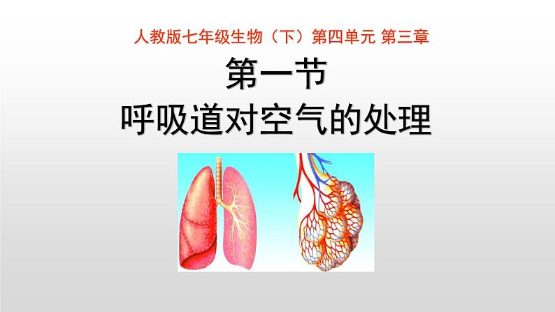 4.3.1呼吸道对空气的处理课件01