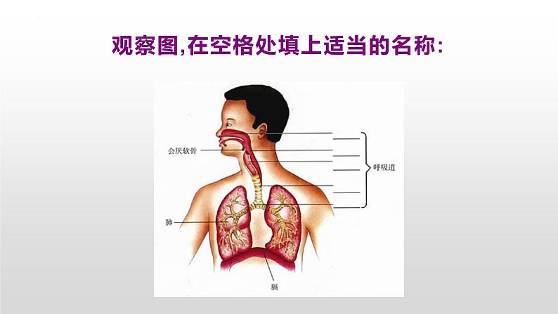 4.3.1呼吸道对空气的处理课件02