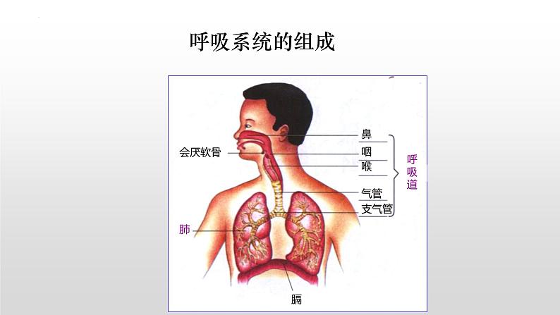 4.3.1呼吸道对空气的处理课件03