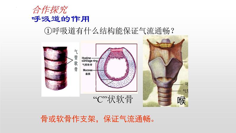 4.3.1呼吸道对空气的处理课件05