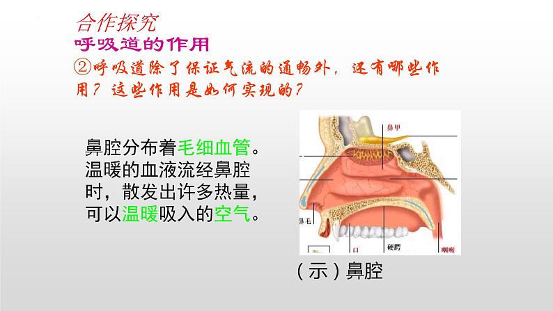 4.3.1呼吸道对空气的处理课件06