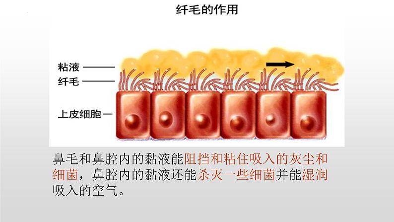 4.3.1呼吸道对空气的处理课件07