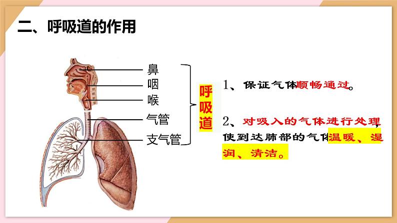 4.3.1呼吸道对空气的处理课件05