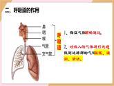 4.3.1呼吸道对空气的处理课件