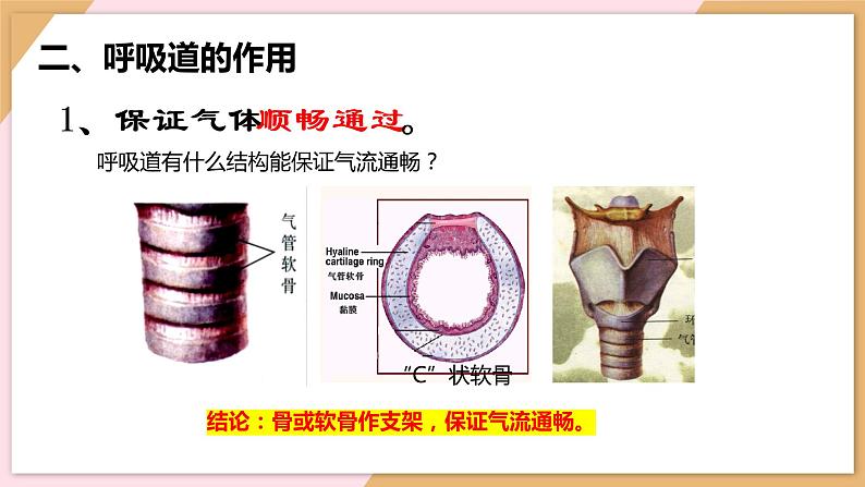 4.3.1呼吸道对空气的处理课件06