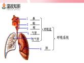 4.3.2发生在肺内的气体交换（第1课时）课件
