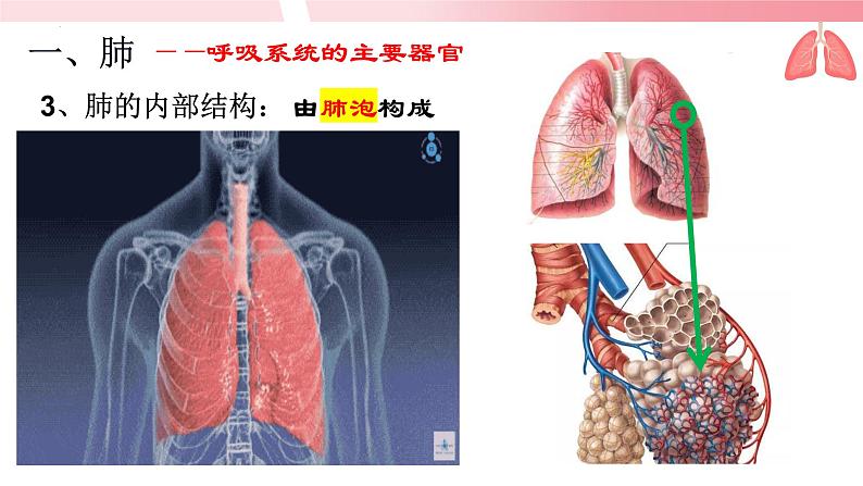 4.3.2发生在肺内的气体交换（第1课时）课件第5页