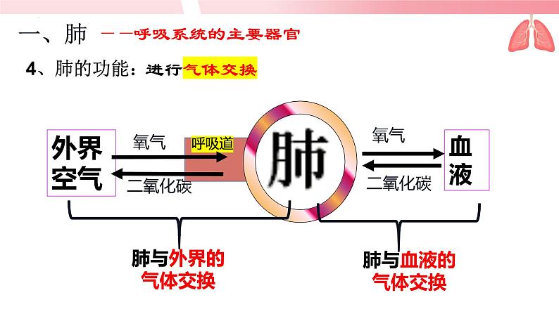 4.3.2发生在肺内的气体交换（第1课时）课件第7页