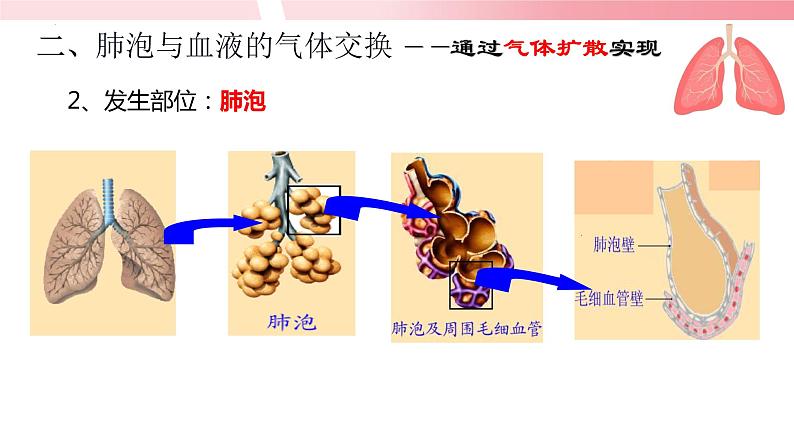 4.3.2发生在肺内的气体交换（第2课时）课件第6页