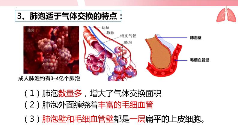 4.3.2发生在肺内的气体交换（第2课时）课件第7页