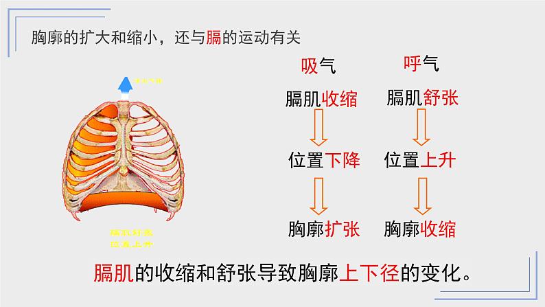 4.3.2发生在肺内的气体交换第2课时课件第8页