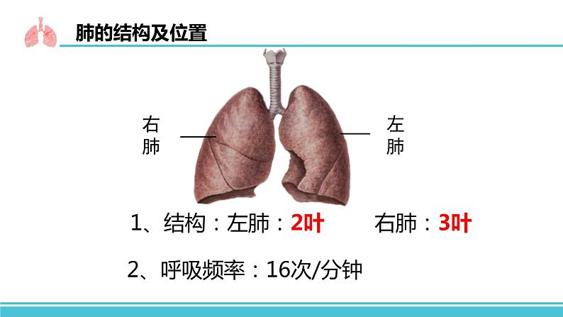 4.3.2发生在肺内的气体交换课件05