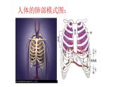 4.3.2发生在肺内的气体交换课件