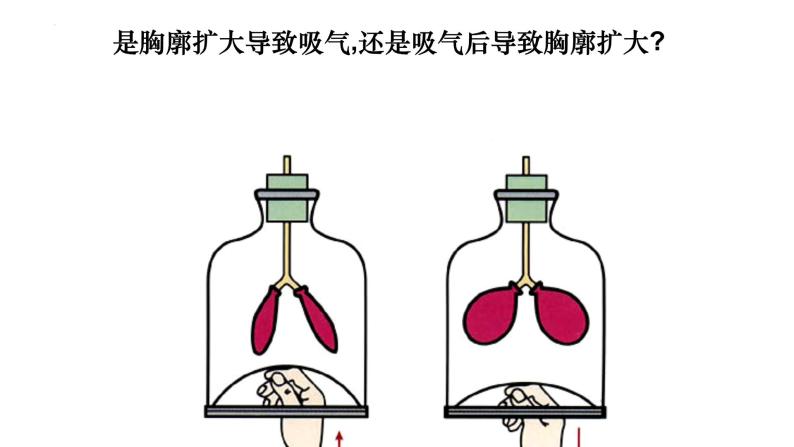 初中第二节 发生在肺内的气体交换精品ppt课件-教习网|课件下载