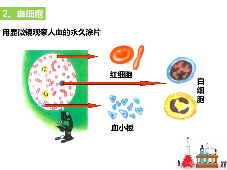 4.4.1流动的组织——血液课件06