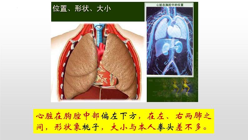 4.4.3输送血液的泵-心脏课件第3页