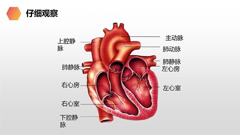 4.4.3输送血液的泵-心脏课件第7页