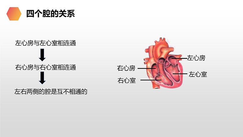 4.4.3输送血液的泵-心脏课件第8页