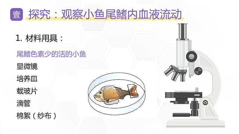 新人教版（新课标）生物七下：4.2《血流的管道——血管》课件+教案05