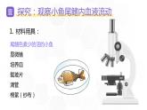 新人教版（新课标）生物七下：4.2《血流的管道——血管》课件+教案