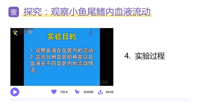 新人教版（新课标）生物七下：4.2《血流的管道——血管》课件+教案08