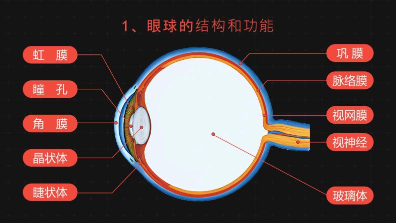 新人教版（新课标）生物七下：6.1《人体对外界环境的感知》课件+教案04