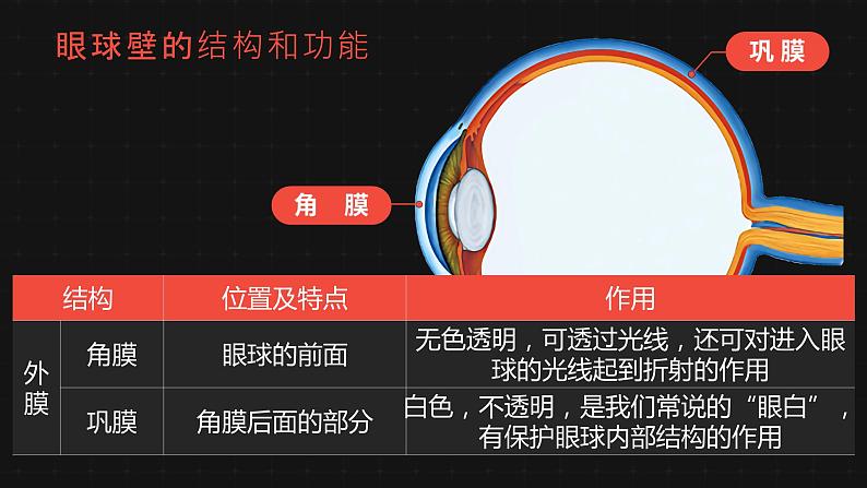 6.1人体对外界环境的感知-课件第5页