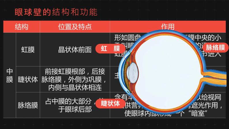 新人教版（新课标）生物七下：6.1《人体对外界环境的感知》课件+教案06