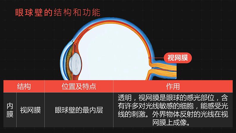 6.1人体对外界环境的感知-课件第7页