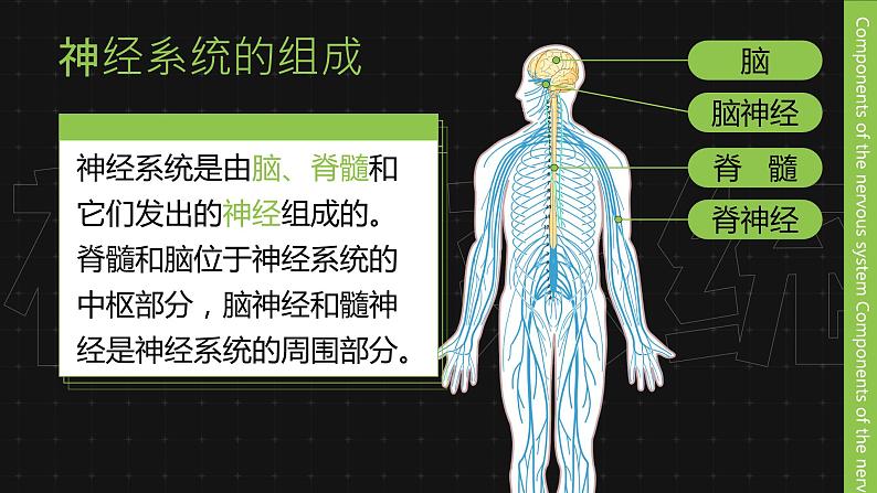 新人教版（新课标）生物七下：6.2《神经系统的组成》课件+教案06