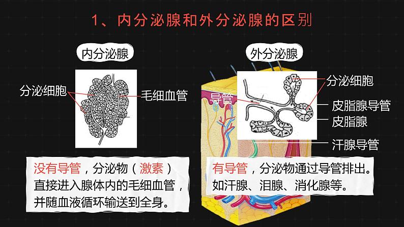 6.4 激素调节-课件第4页