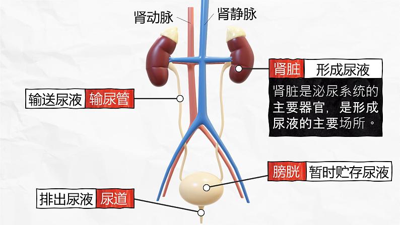 新人教版（新课标）生物七下：第五章《人体内废物的排出》课件+教案05