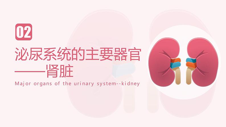 新人教版（新课标）生物七下：第五章《人体内废物的排出》课件+教案08