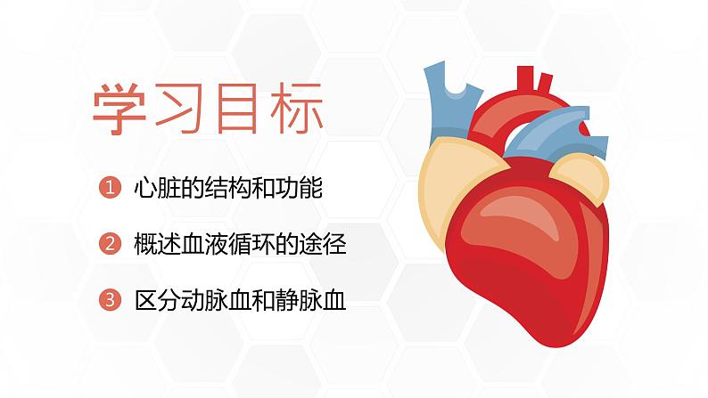 新人教版（新课标）生物七下：4.3《输送血液的泵——心脏》课件+教案03