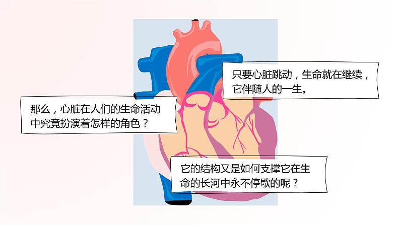 新人教版（新课标）生物七下：4.3《输送血液的泵——心脏》课件+教案07