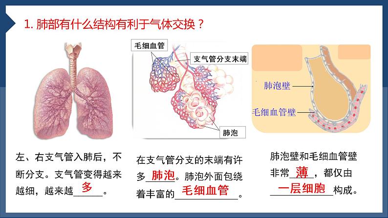 3.2+发生在肺内的气体交换（第二课时）课件PPT第5页