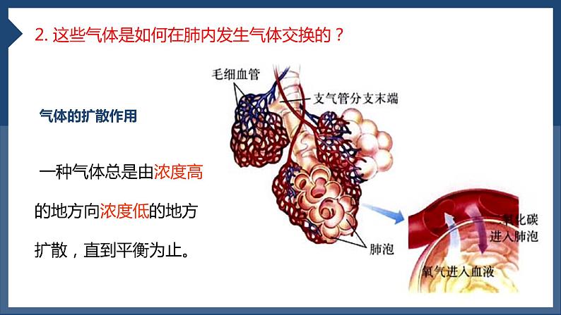 3.2+发生在肺内的气体交换（第二课时）课件PPT第6页