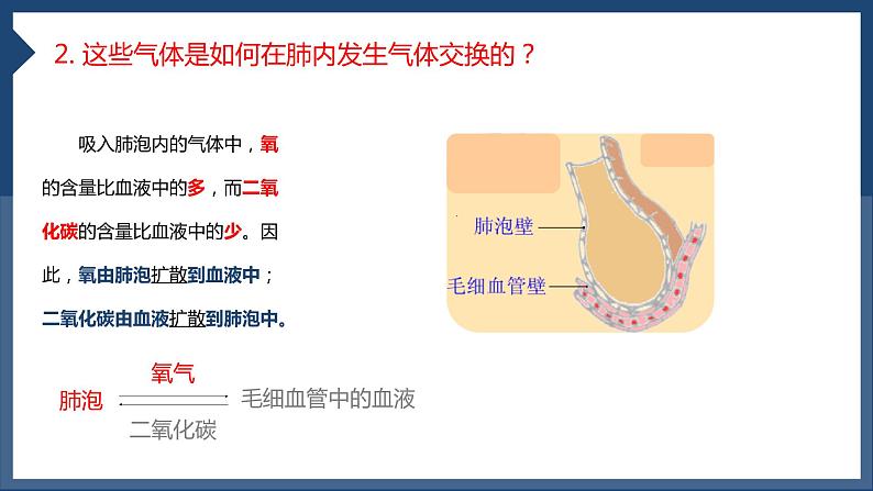 3.2+发生在肺内的气体交换（第二课时）课件PPT第7页